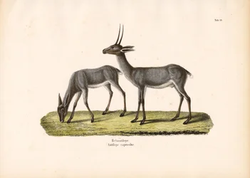 Harmaa Rhebok