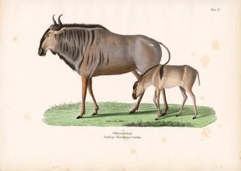 Hartebeest ja vasikka