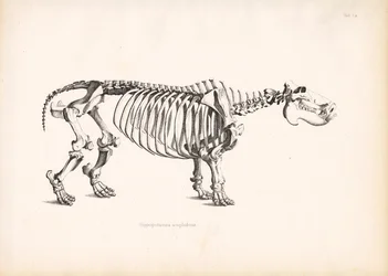 Hippopotamus luuston anatomia