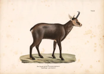 Pyreneiden kamu tai Isard