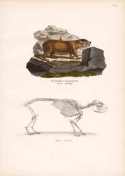 Punapäinen kalliohyrax ja Cape Rock Hyrax luuranko