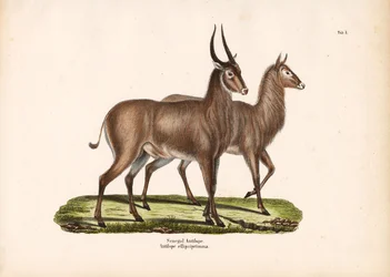 Senegal Antilooppi