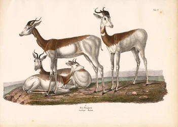 Nanguer tai Dama Gazelle