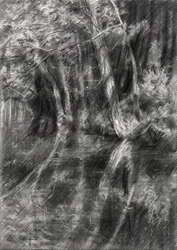 Varjoisa metsäpuro