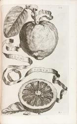 Aadamin omena, levy 313 Giovanni Battista Ferrarin teoksesta "Hesperides or the Evil Culture and Usage of Golden Books", 1646
