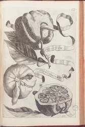 Sarvipehmustettu appelsiini, levy 409 Giovanni Battista Ferrarin teoksesta "Hesperides or de Malorum Aureorum Cultura et Usu Libri quatuor", 1646