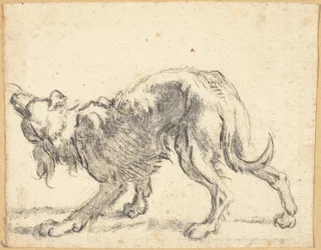 Koira