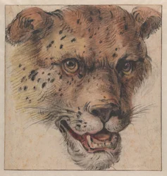 Leopardin pää
