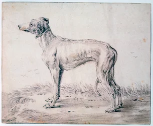 Vinttikoira, 1644