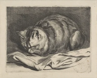 pieni kissa