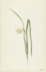 Iiris
