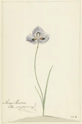 Iiris