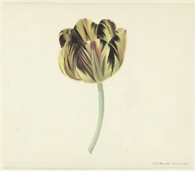 Tulppaani nimeltä Bizard Rosette