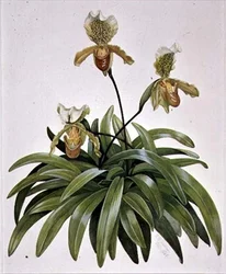 PD.412-1973 Lady Slipper Orchid Nepalista (Paphiopedilum insigne)