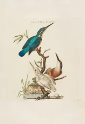 Hollannin linnut: Kotitalouden, Aertin ja ominaisuuksien mukaan, 1770-1829.