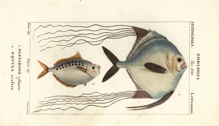 Afrikkalainen pompano, Alectis ciliaris, Blepharis ciliaris, Blefaride ciliare 1 ja ponikala, Poulain ruse, Leiognathus equulus 2