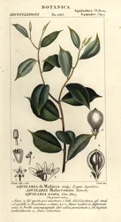 Agarwood, Aquilaria malaccensis, Kriittisesti uhanalainen