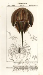 Amerikanmolukkirapu, Limulus polyphemus