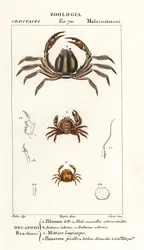 Harjasrapu, Pilumnus hirtellus 1, vaaleansininen sotilasrapu, Mictyris longicarpus 2, hernerapu, Pinnotheres pisum 3
