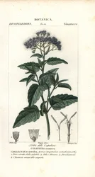Perhosumu, Ageratum corymbosum