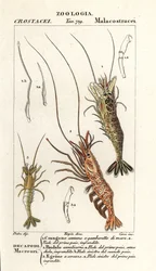Tavallinen katkarapu, Crangon crangon 1, vaaleanpunainen katkarapu, Pandalus montagui 2 ja Aegaeon cataphractus 3
