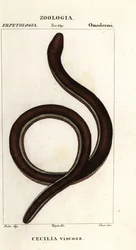 Harvinainen keltaraitainen caecilian, Ichthyophis glutinosus