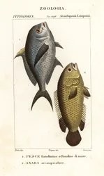 Damselfish, Chromis chromis 1 ja kiipeilyahven, Anabas testudineus 2