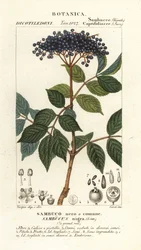 Mustaselja, Sambucus nigra, tavallinen mustaselja