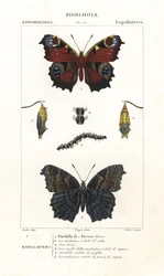 Neitoperhonen, Aglais io
