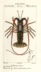 Euroopan piikihummeri, Palinurus elephas