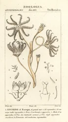 Kuolleet sukupuuttoon kuolleet Encrinus, Encrino dEuropa