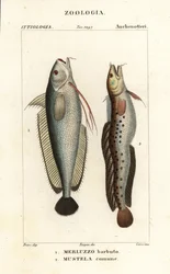 Haarukkaparta, Phycis phycis 1 ja viisiparta, Ciliata mustela