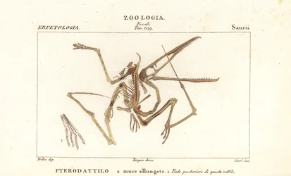 Fossiilinen luuranko sukupuuttoon kuolleesta pterodactyl, Pterodactylus antiquus