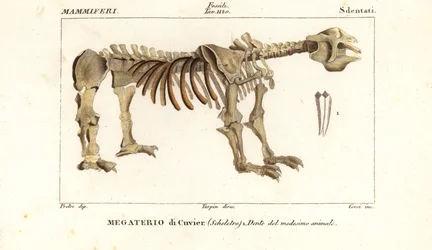 Jättiläisen maanlaiskan, Megatherium americanumin, fossiilinen luuranko