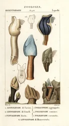 hanhen naarmut