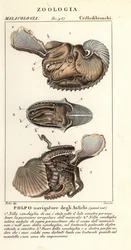 Suur-argonautin mustekala, Argonauta argo