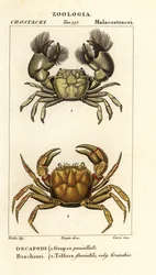 Hemigrapsus penicillatus ja Potamon fluviatile