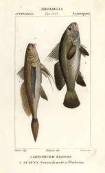 Pitkäpyrstörumpukala, Lonchurus lanceolatus 1, ja korukala, rumpukala, kiviahven, varjokala, Argyrosomus regius 2