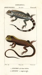 Lyreshead lisko, Lyriocephalus scutatus 1 ja sukelluslisko tai mophead iguana, Uranoscodon superciliosus 2