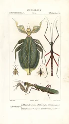Mantis, lehtihyönteiset, tikkuhyönteiset jne