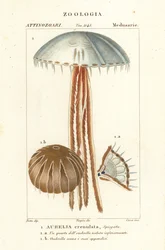 Kuumeduusa, Aurelia crenulata