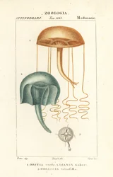 Paljasilmäinen medusa, Orythia viridis, Oritia verde 1 ja vesieläimet, Geryonia proboscidalis, Dianea gabert 2 ja Liriope tetraphylla, Gerionia tetrafilla 3