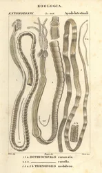 Loismadot ja heisimato, Bothriocephalus coronatus 1, Bothriocephalus corolla 2 ja hauen heisimato, Triaenophorus nodulosus 3