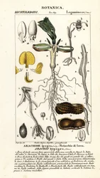 Maapähkinä tai maapähkinä, Arachis hypogaea