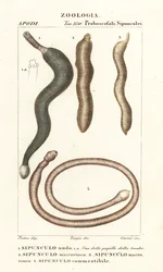 Maapähkinämatot, Sipunculus nudus 1, Siphonosoma cumanense 4 jne.