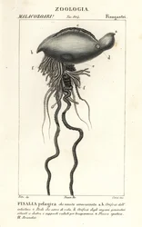 Portugalin sotamies, Physalia physalis