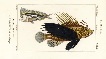 Punainen lionfish, Pterois volitans, Pteroide volante 1 ja blue blanquillo, Taenianotus latovittatus, Tenianoto striata larga 2