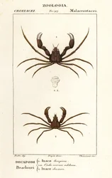Scorpion hämähäkkirapu ja Leach