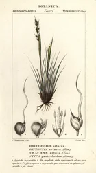 keihäsheinä, Piptochaetium panicoides
