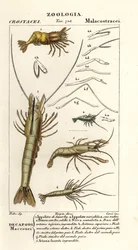 Katkarapulajit